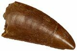 Serrated Raptor Tooth - Real Dinosaur Tooth #332216-1